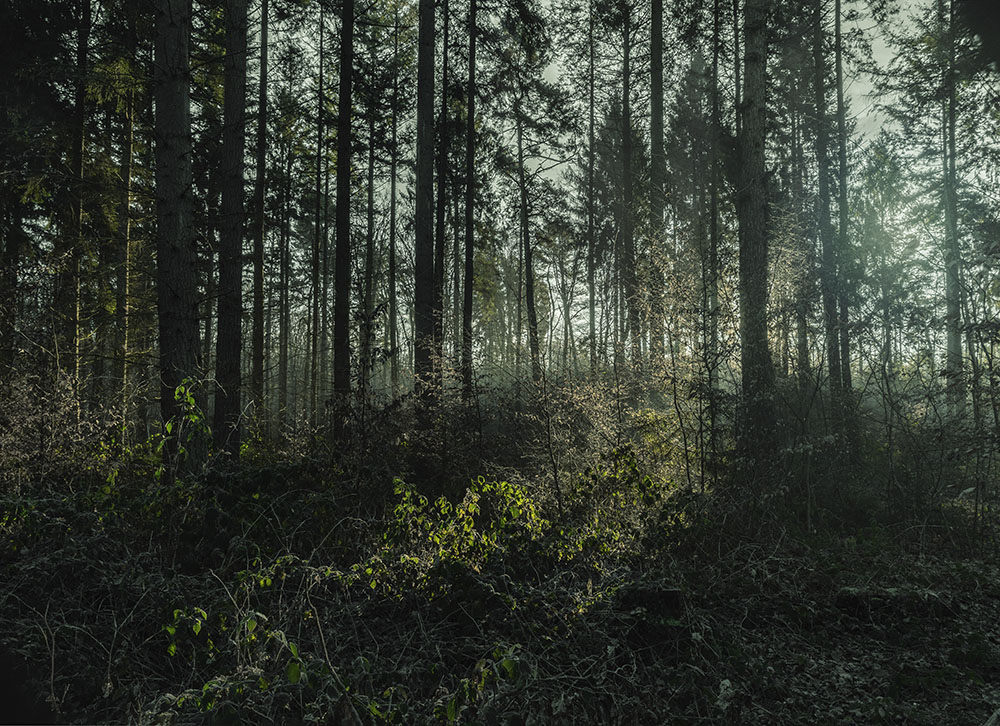 Wald bei Villiprott 073, 2018