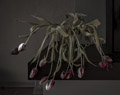 Tulpe